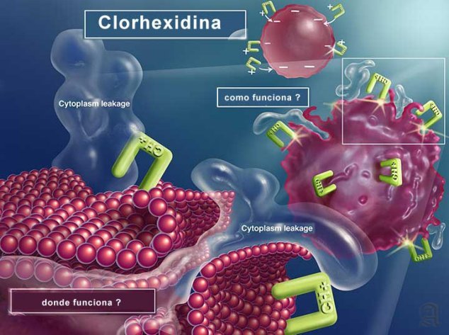 clorhexidina-accion