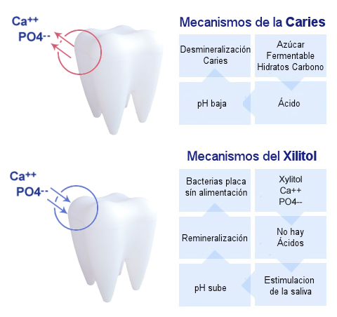 remineralizacion efectos positivos salud  dental comparados xilitol xylitol sobre tiempo azucar abedul abedulce